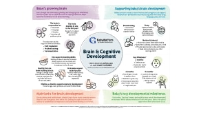 infographic for babymatters brain and cognitive development